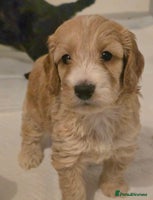 Cockapoo dogs - Advert 13