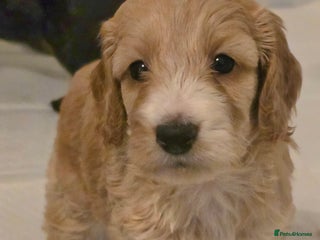 Cockapoo dogs - Advert 12