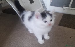 British Longhair cats for sale: Kittens for sale - Image 18