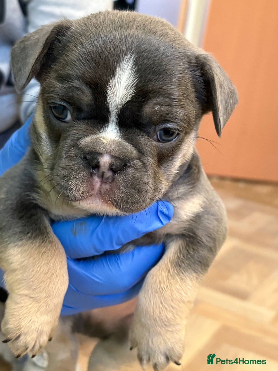 French Bulldog dogs for sale: Beautiful blue and tan French bulldogs  - Advert 5