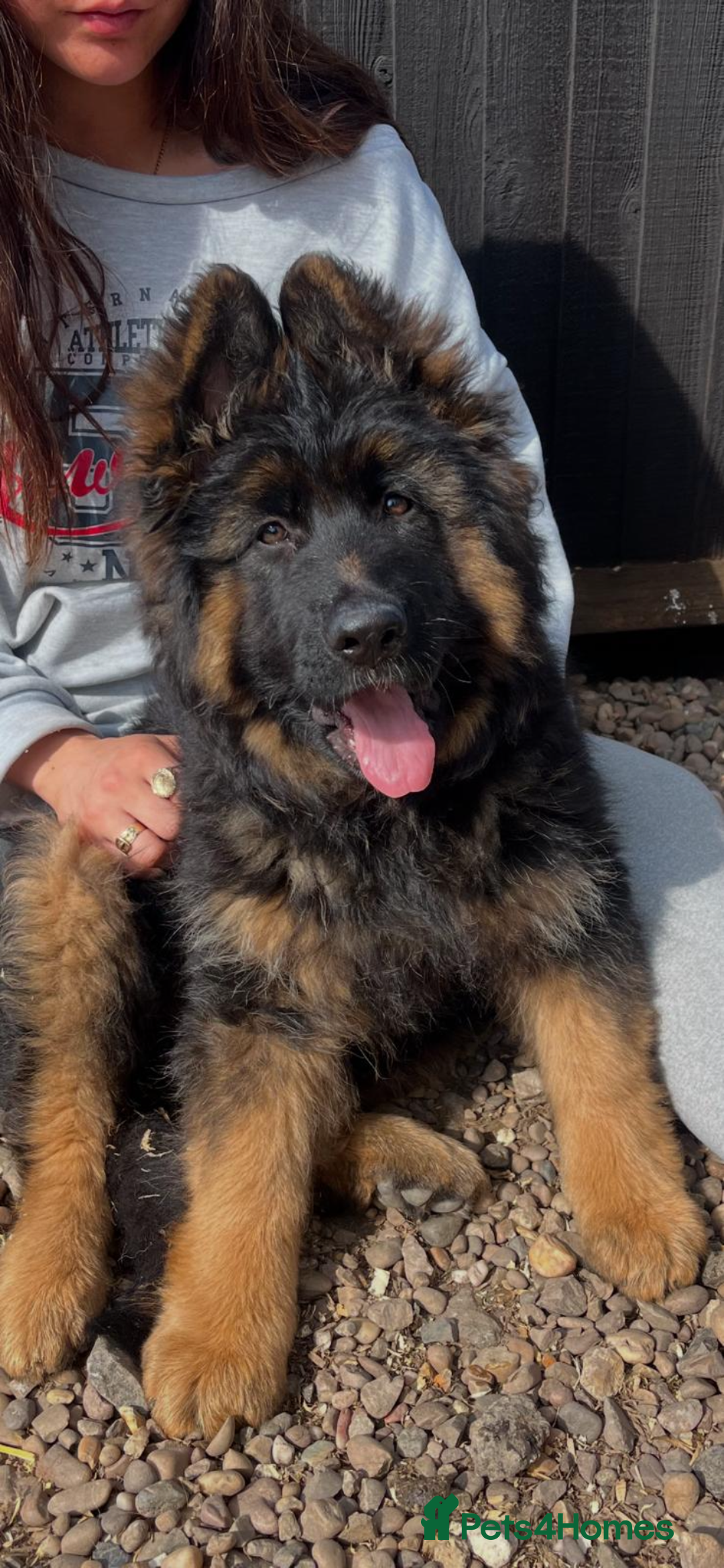German Shepherd dogs for sale: Stunning Pedigree German Shepherd Puppies - Image 25
