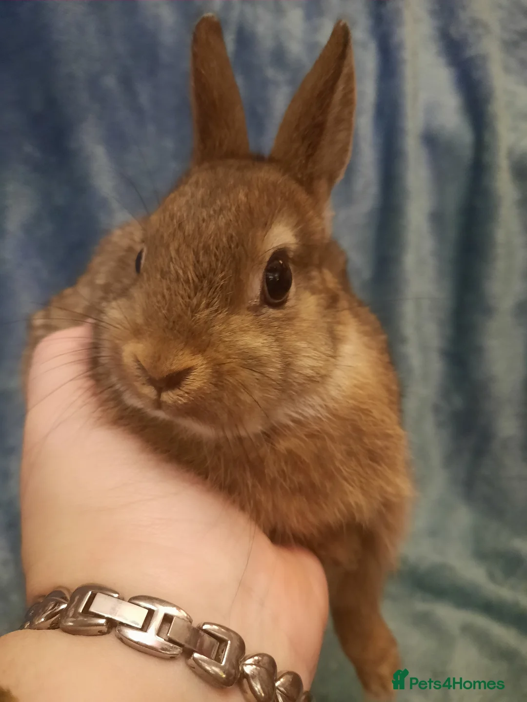 Netherland Dwarf rabbits for sale: Six Litters Of Netherland Dwarf Babies - Advert 8