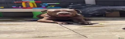 Mixed Breed dogs for sale: 1 reverse brindle mixed mastiff boy  - Advert 6