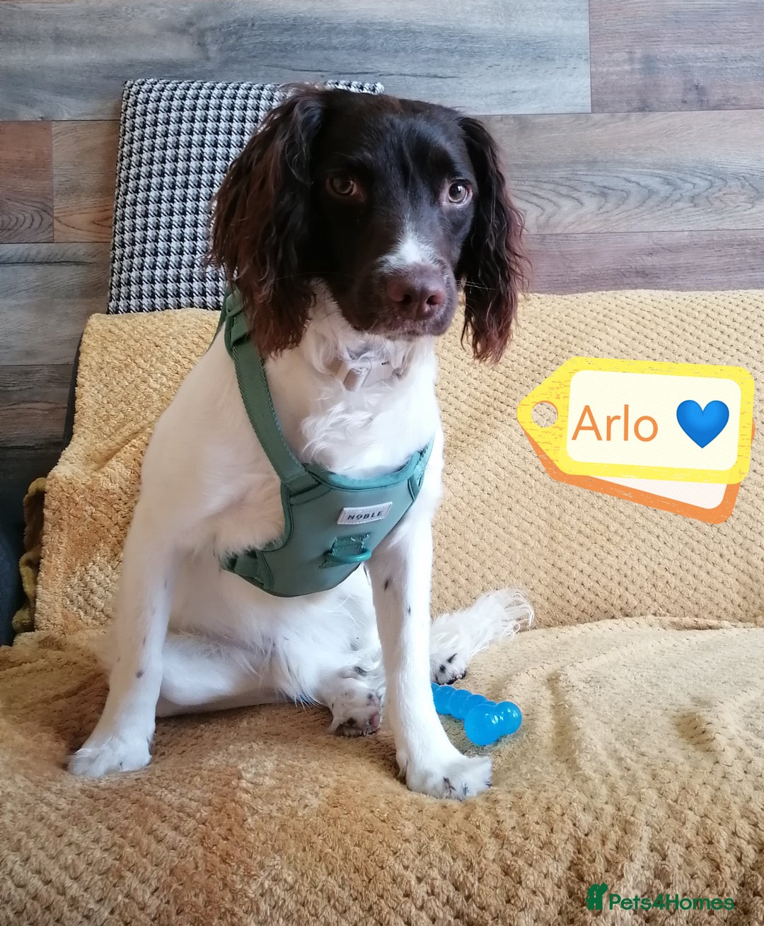 English Springer Spaniel dogs for adoption: 💙🐶 ARLO 🐶💙 - Image 13