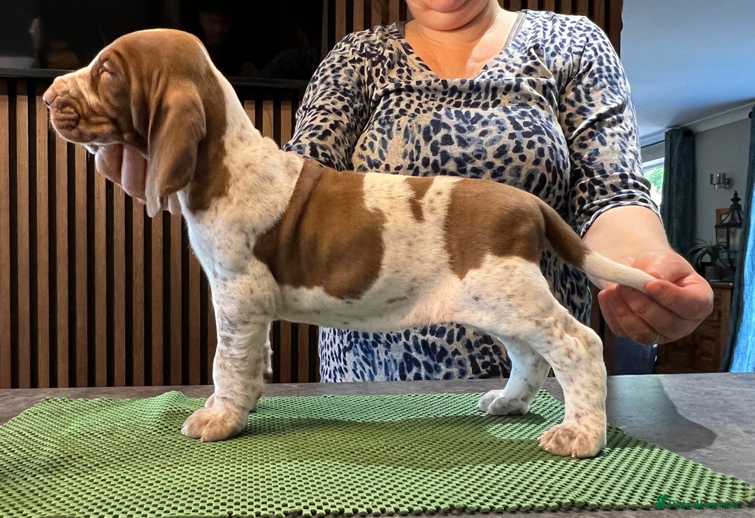 Bracco Italiano dogs for sale: Family raised Bracco Italiano puppies - Advert 2
