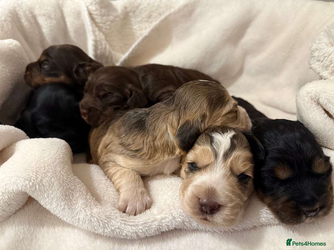 Cocker Spaniel dogs for sale: Litter of 6 adorable puppies  - Image 2