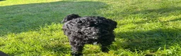 Mixed Breed dogs for sale: Gorgeous poodle puppies - Advert 4