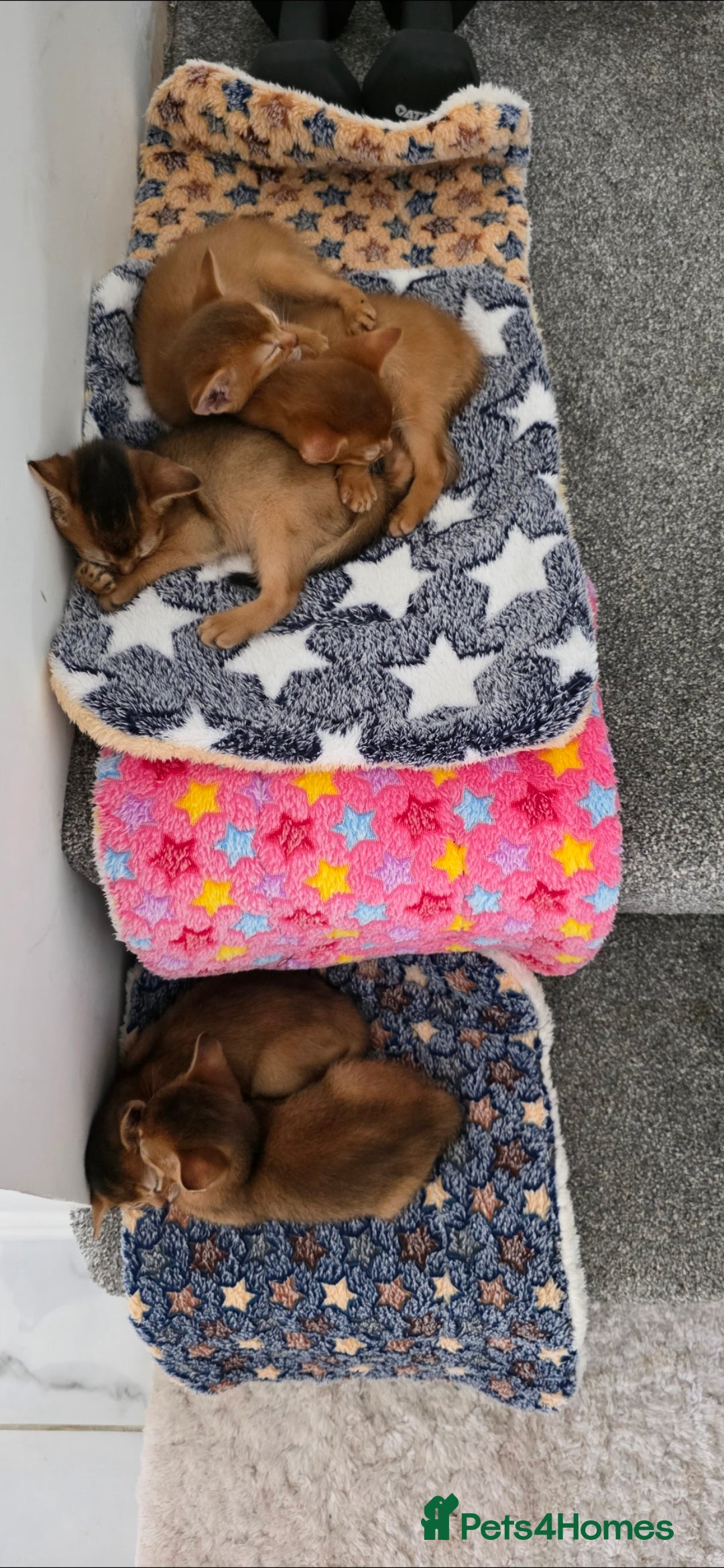 Abyssinian cats for sale: Adorable Abyssinian Kittens - Image 11