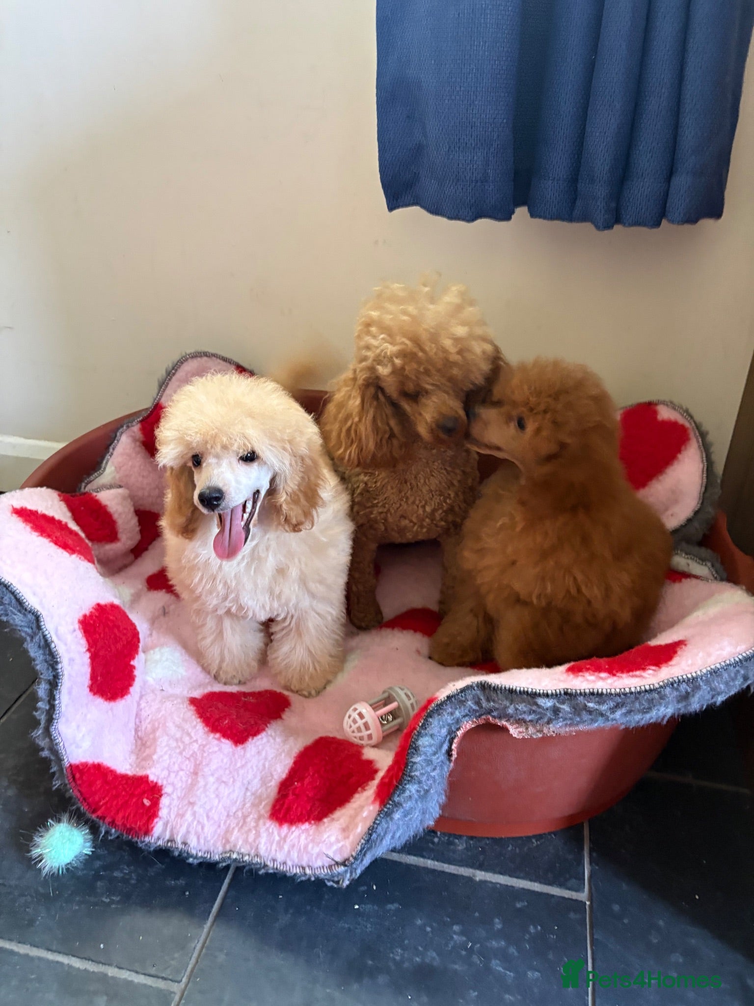 Toy Poodle dogs ⭐️ Licensed Breeder ⭐️ KC Toy Poodles - Advert 1