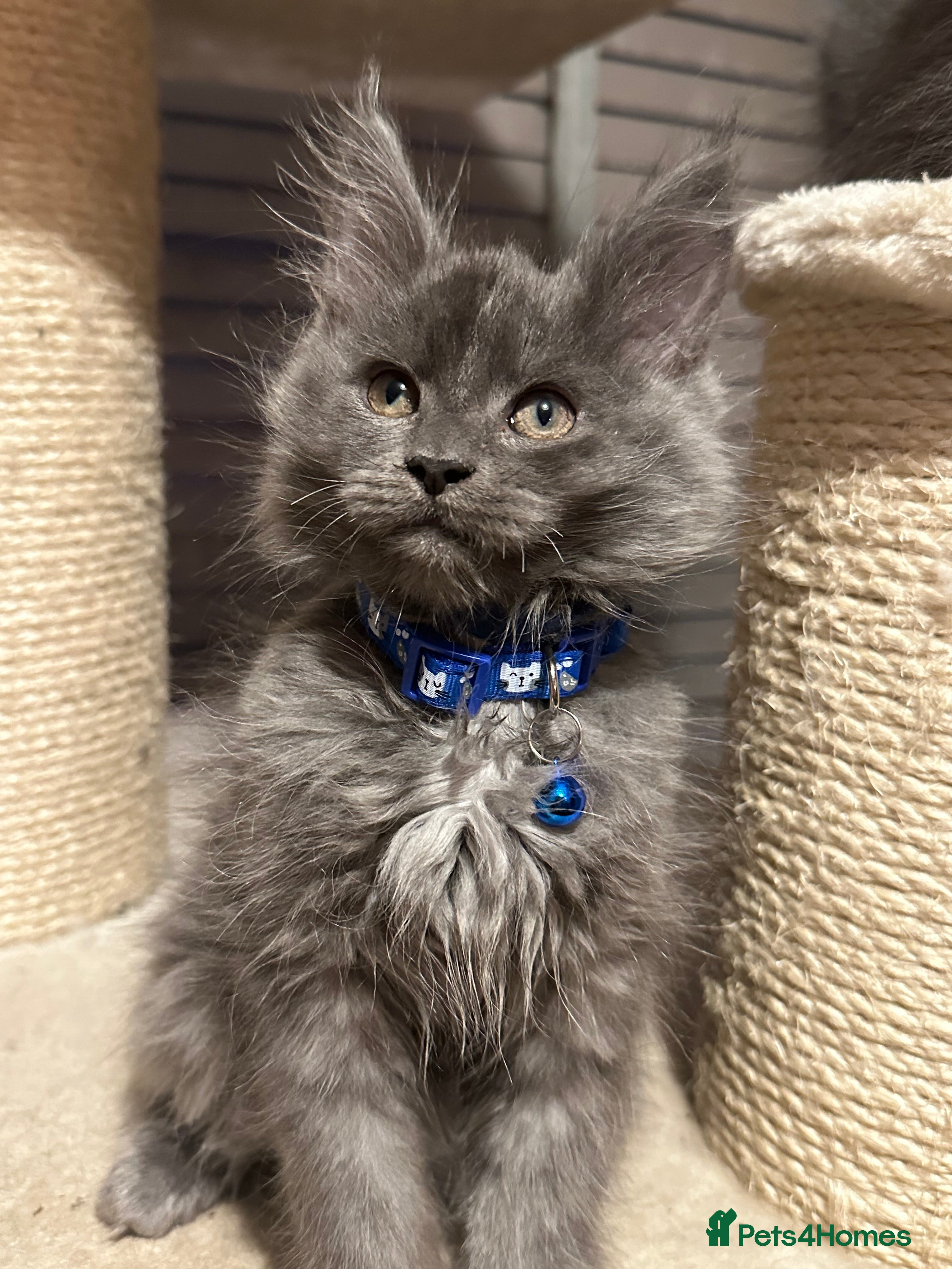 Maine Coon cats Blue Maine Coon Kitten – Active TICA Registered  - Advert 4