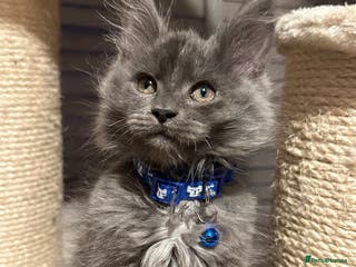 Maine Coon cats Blue Maine Coon Kitten – Active TICA Registered - Advert 6