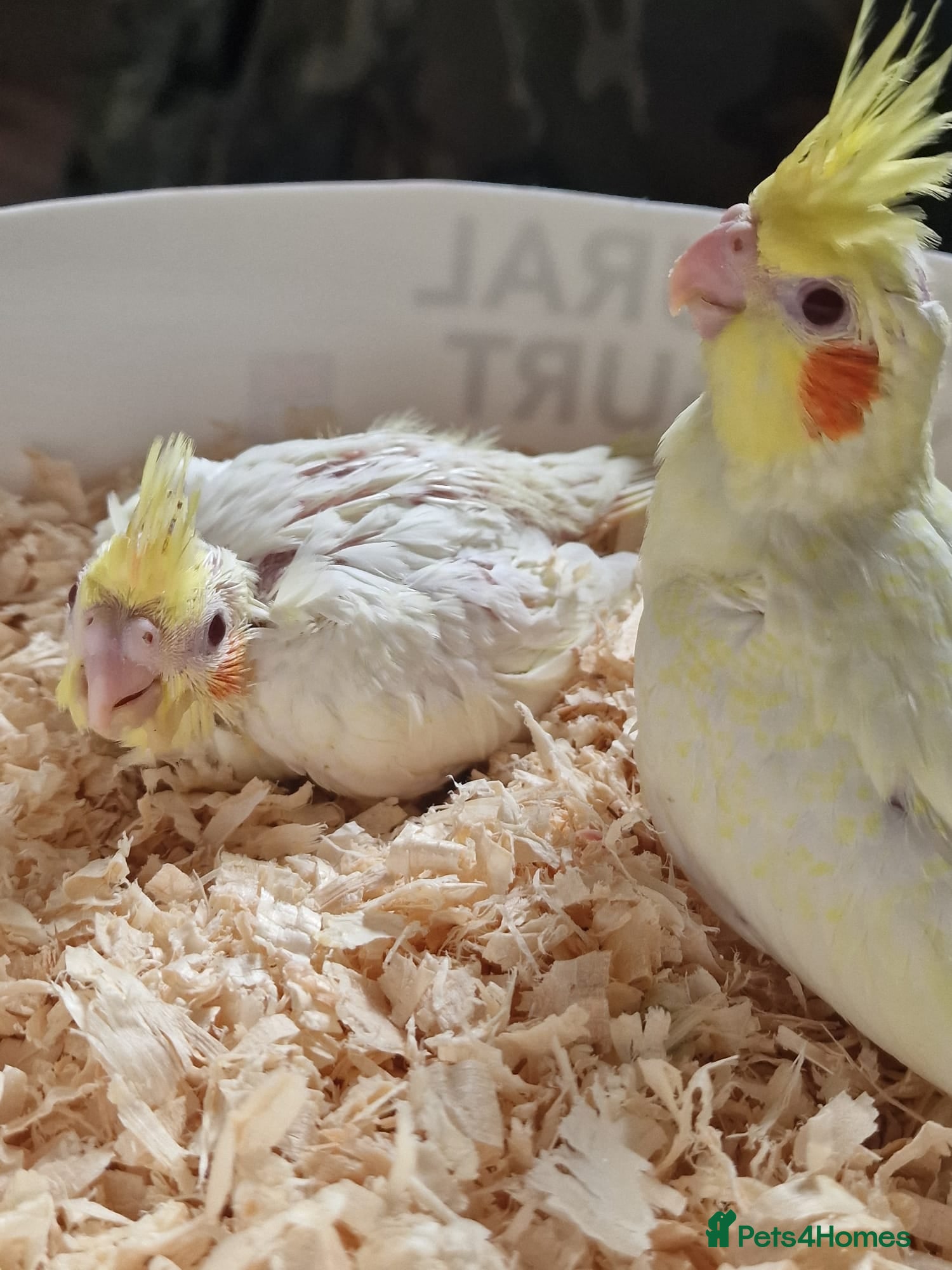 Cockatiels birds Juvenile Range of cockatiels - Advert 2