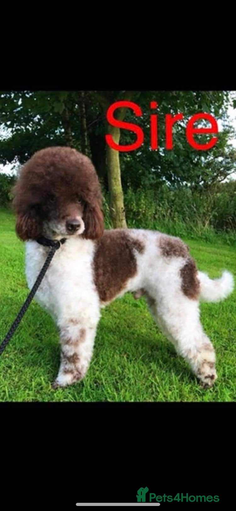 Miniature Poodle dogs Miniature Parti Poodle in Mauchline - Advert 4