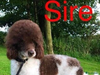 Miniature Poodle dogs Miniature Parti Poodle in Mauchline - Advert 1