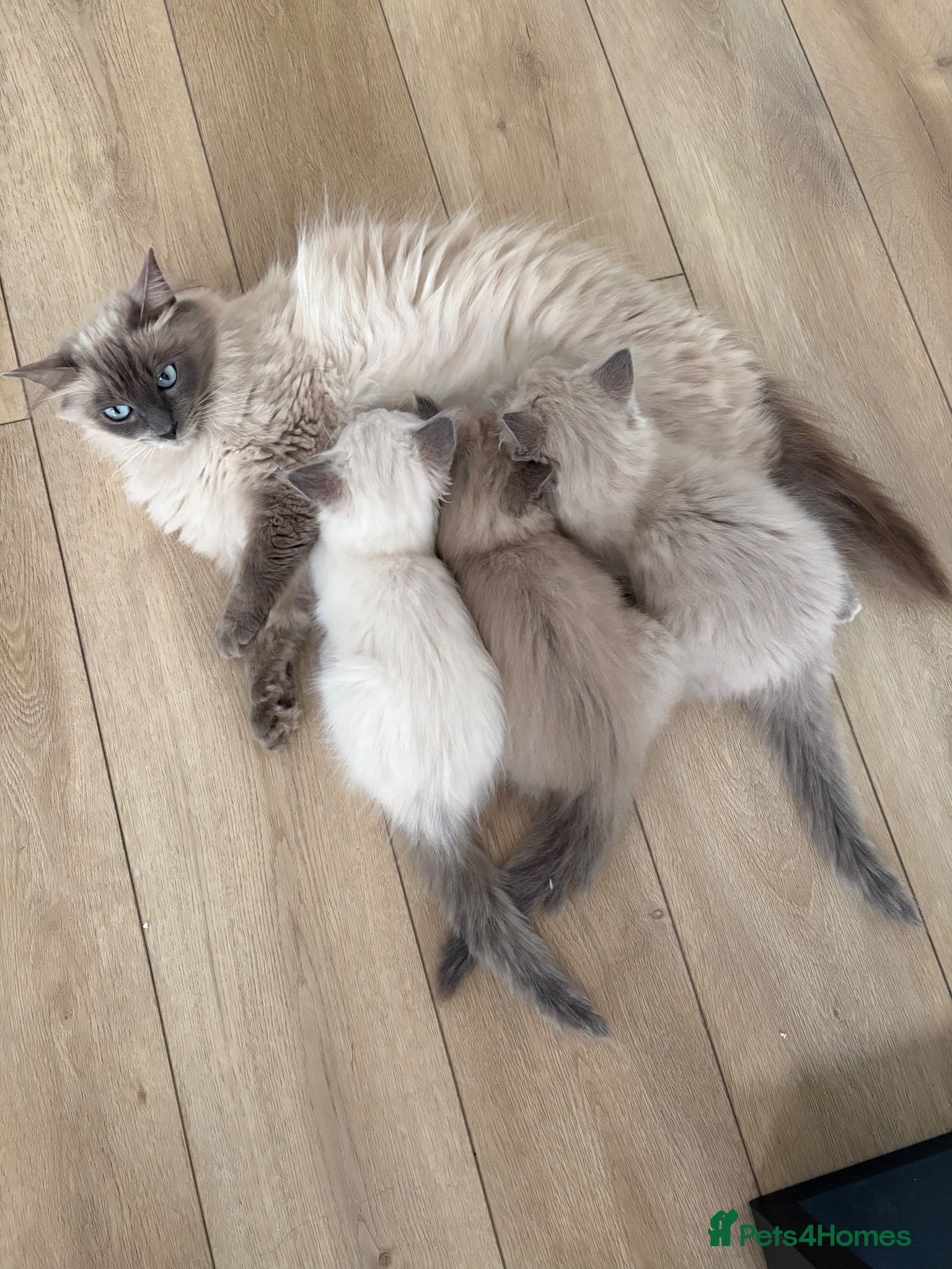 Ragdoll cats Beautiful Bluepoint Ragdoll kitten - Advert 2