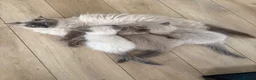 Ragdoll cats for sale: Beautiful Bluepoint Ragdoll kitten in Glasgow - Advert 1