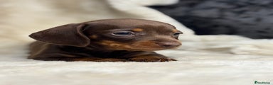 Miniature Dachshund Puppy 3