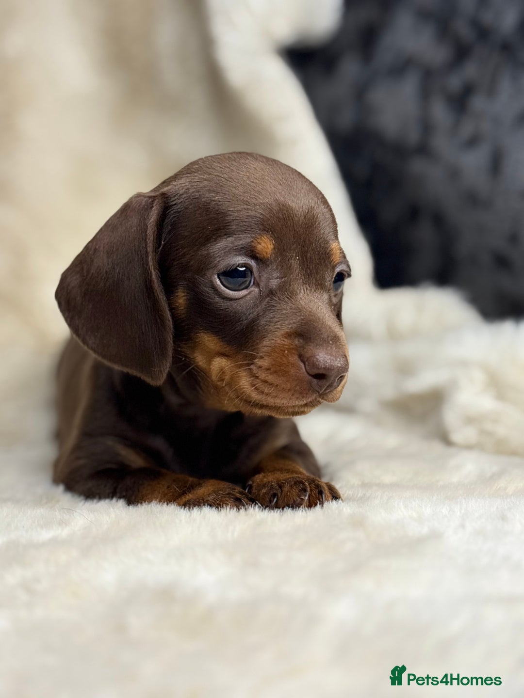 Miniature Dachshund dogs for sale: Quality health tested mini smooth dachshund pups  - Advert 19