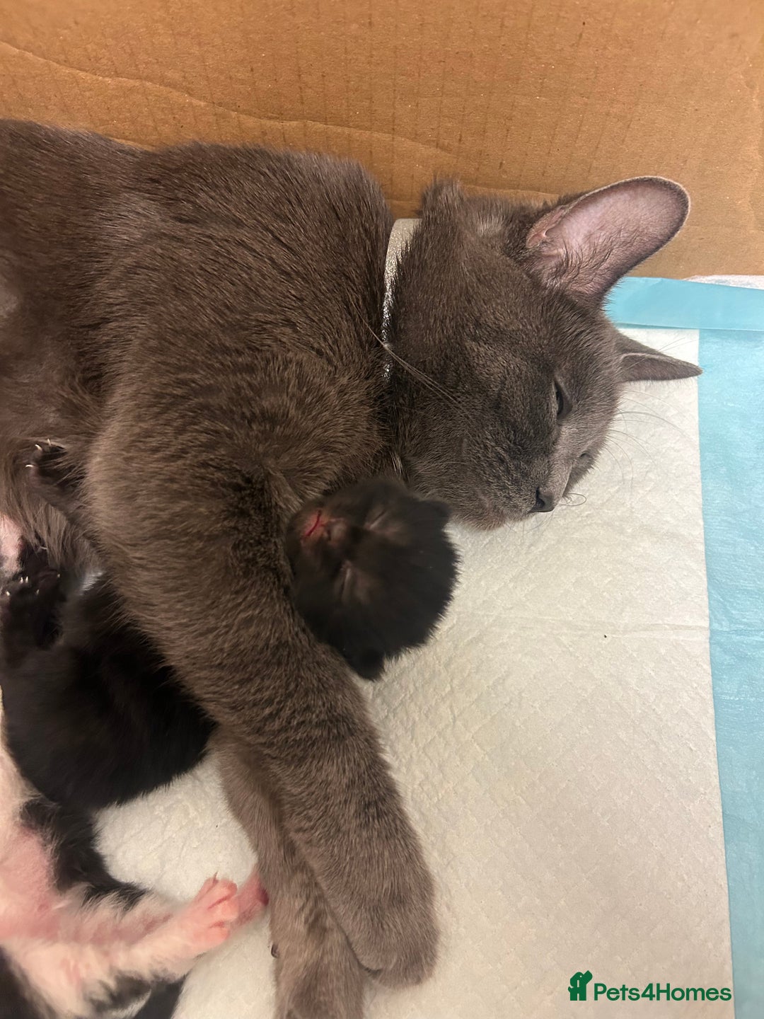 Mixed Breed cats for sale: Kittens for sale  - Advert 8