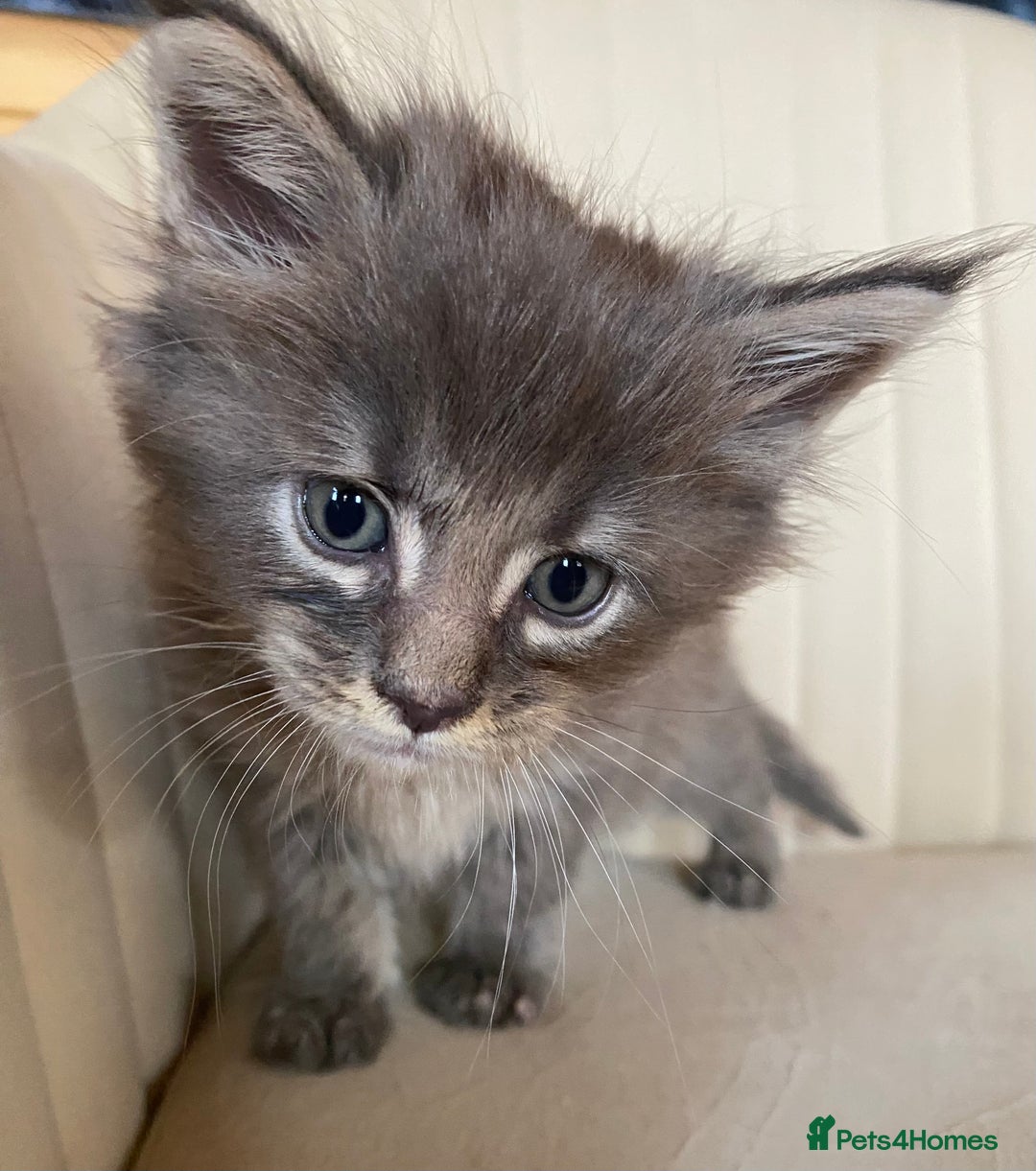 Maine Coon cats for sale: TICA PEDIGREE Maine Coon Babies  - Advert 6