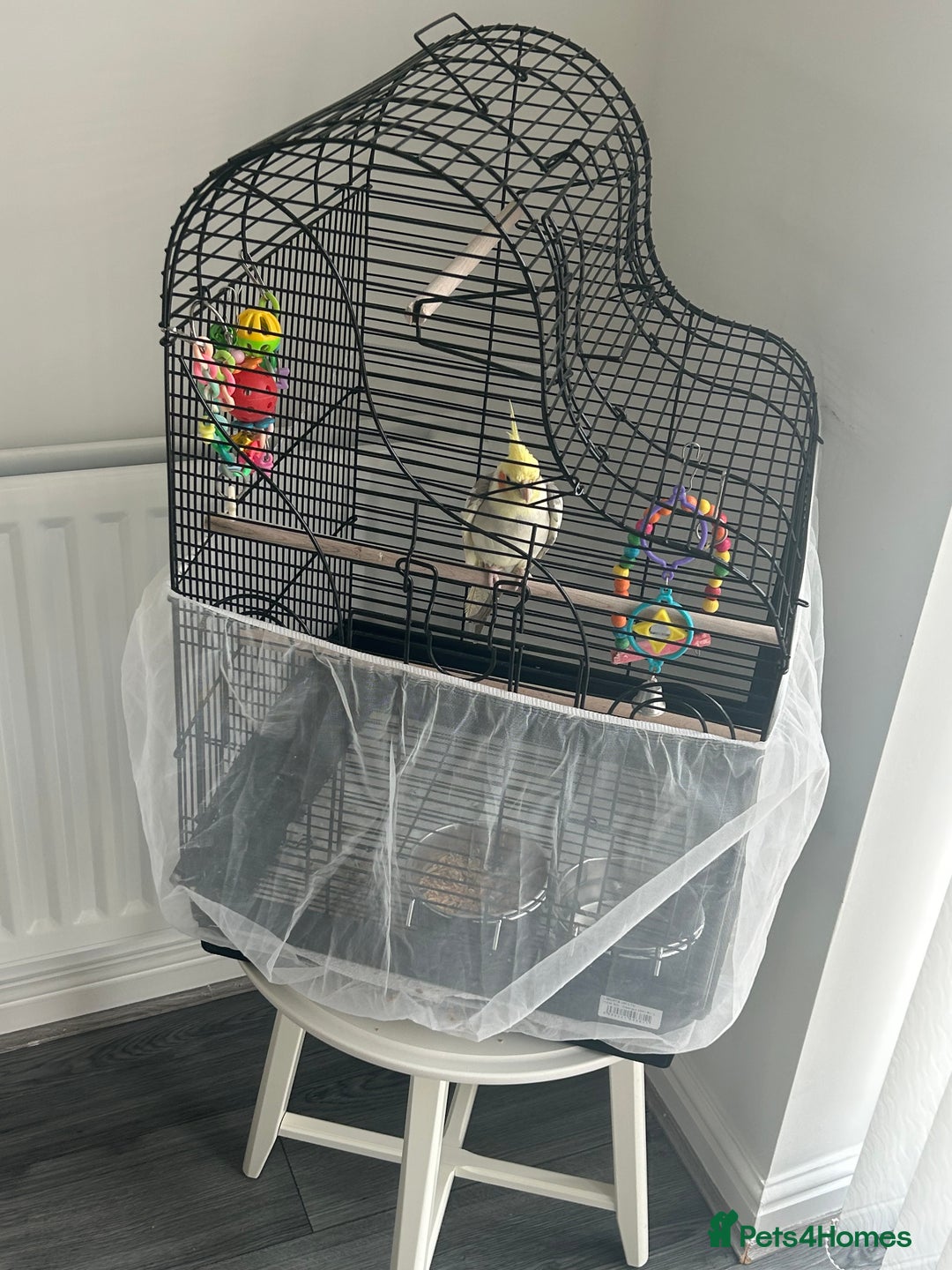 Cockatiels birds for sale: Cockatiel - Image 4