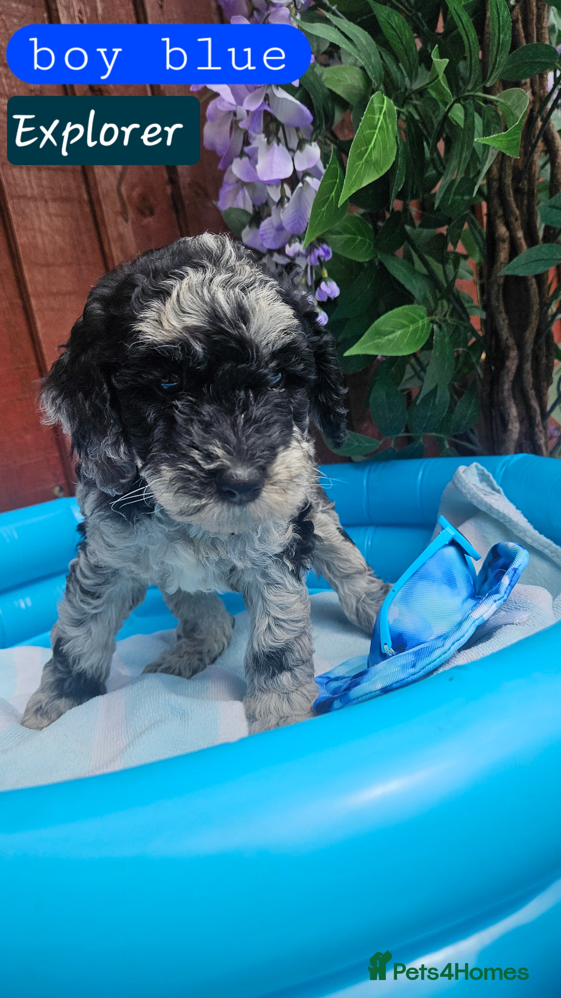 Cockapoo dogs Beautiful F1B blue merle miniature poodle  - Advert 15