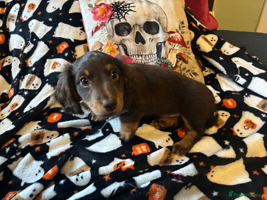 Miniature Dachshund dogs for sale: Adorable Longhaired Miniature Dachshund Puppies - Image 7