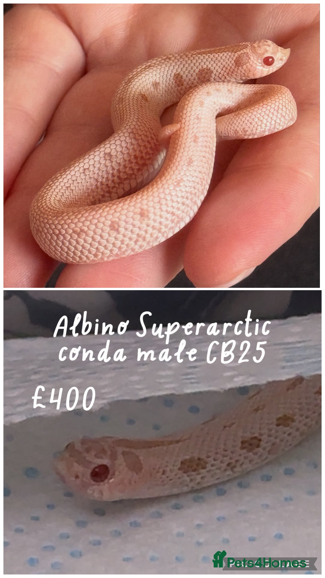 Snake reptiles for sale: Baby snakes for sale!! - Advert 3
