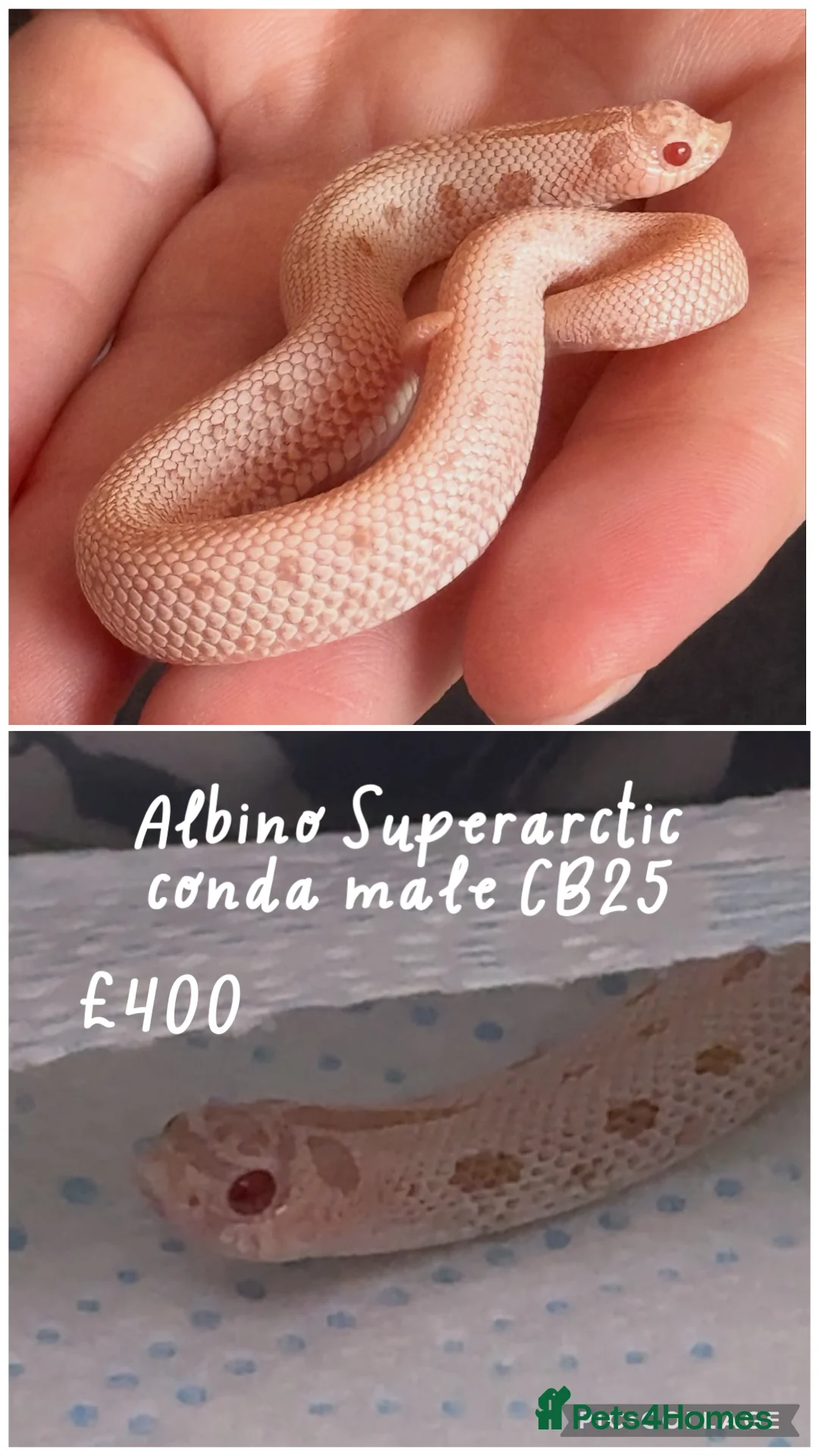 Snake reptiles for sale: Baby snakes for sale!! - Advert 2