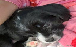 Mixed Breed dogs for sale: Gorgeous Pugapoos ready to leave 07/10/25 - Image 12