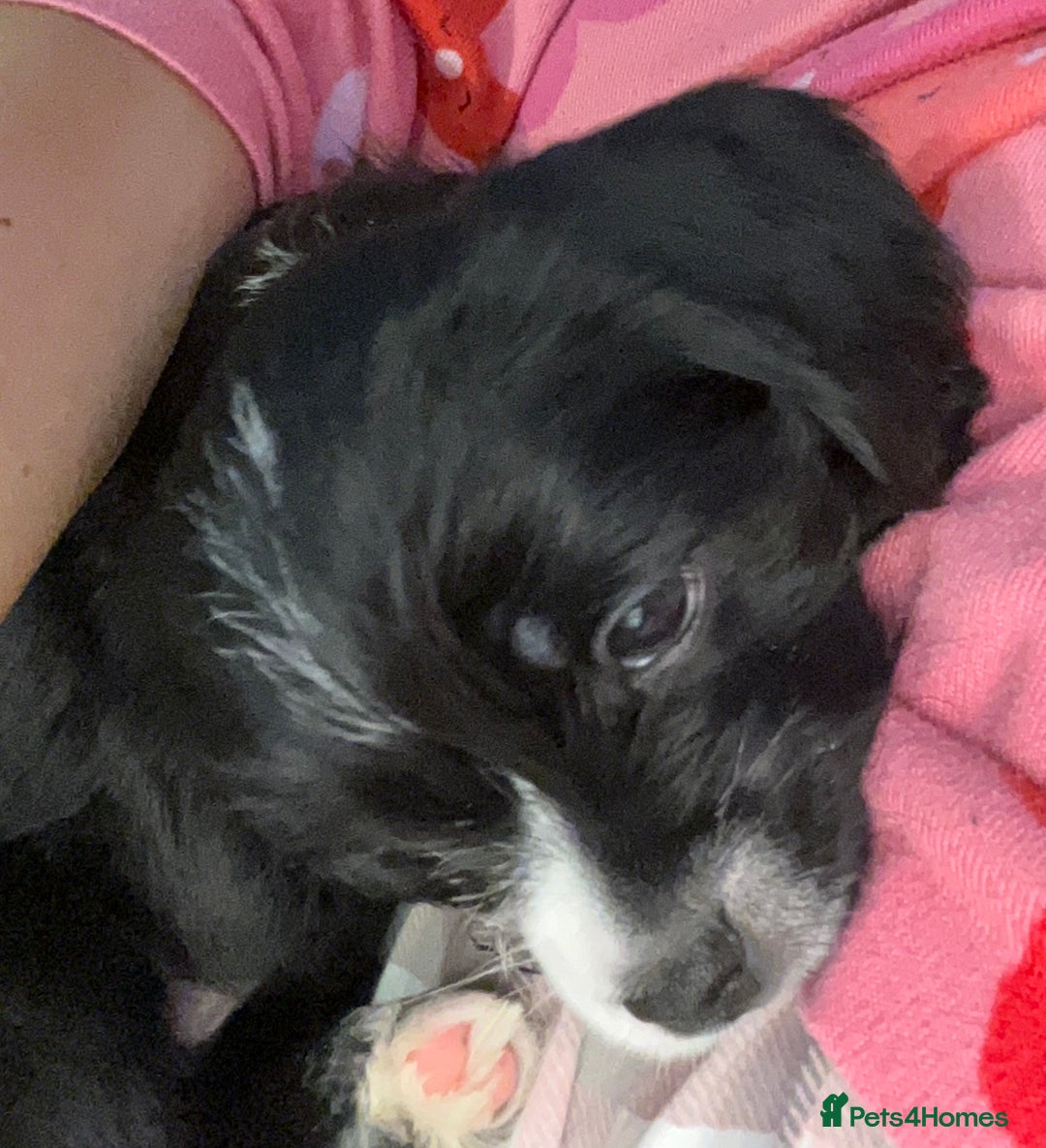 Mixed Breed dogs for sale: Gorgeous Pugapoos ready to leave 07/10/25 - Image 12