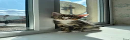 European cats for sale: 2 Adorable Kittens Looking for a Loving Home  - Advert 3