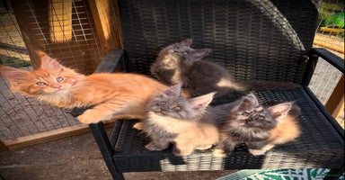 Maine Coon cats - Advert 1