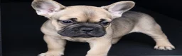 French Bulldog dogs for sale: Male French Bulldog for Sale - Advert 2