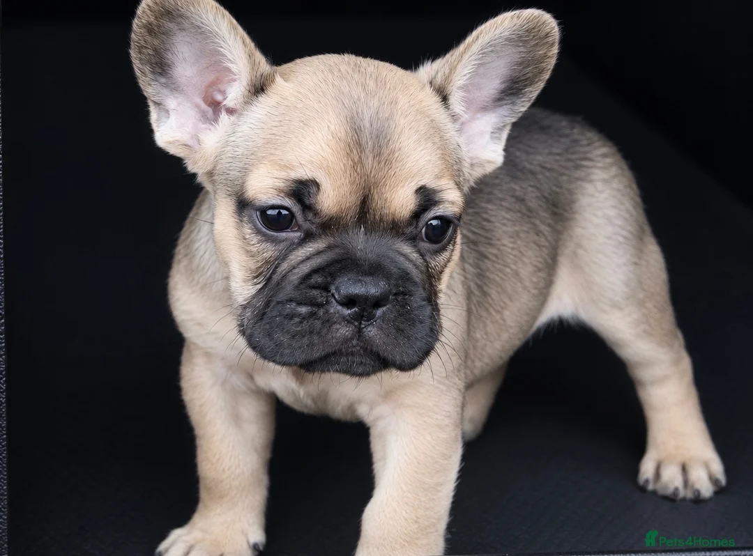 French Bulldog dogs for sale: Male French Bulldog for Sale - Advert 2