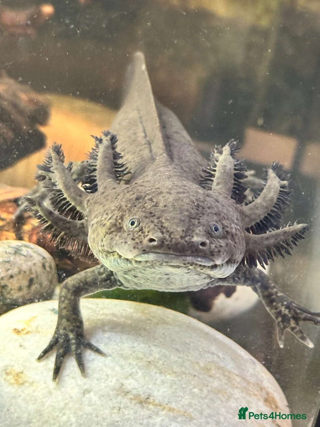 Axolotl reptiles for sale: Axolotl Eggs  - Advert 4
