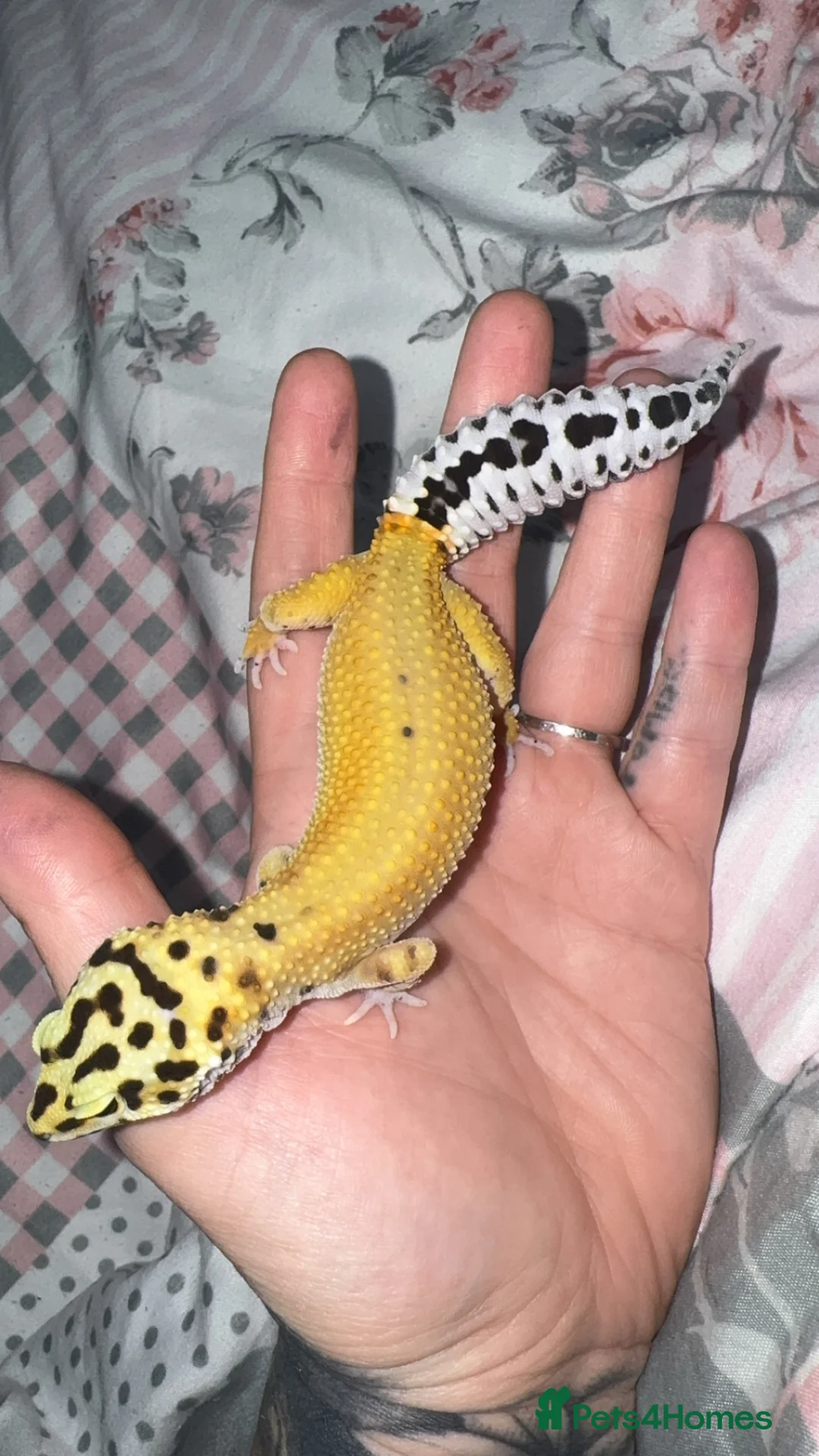 Leopard Gecko reptiles for sale: Female Green & Tangerine Clown - Advert 2