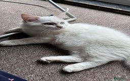 Ragdoll cats for sale: Balinese/ragdoll mix kittens  - Image 4