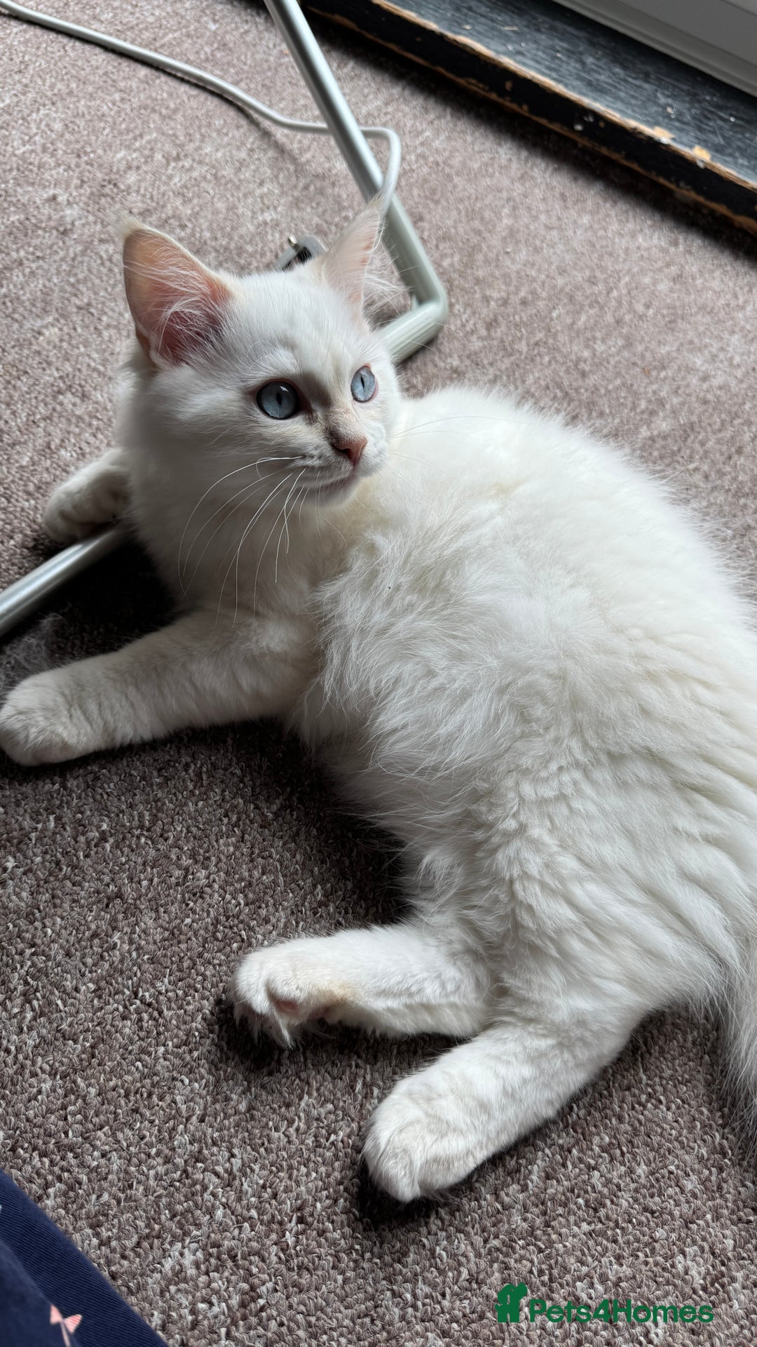 Ragdoll cats for sale: Balinese/ragdoll mix kittens  - Image 4