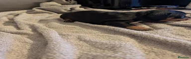 Jackshund 3