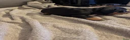 Jackshund dogs for sale: 3 Puppies for sale in Elgin - Advert 2