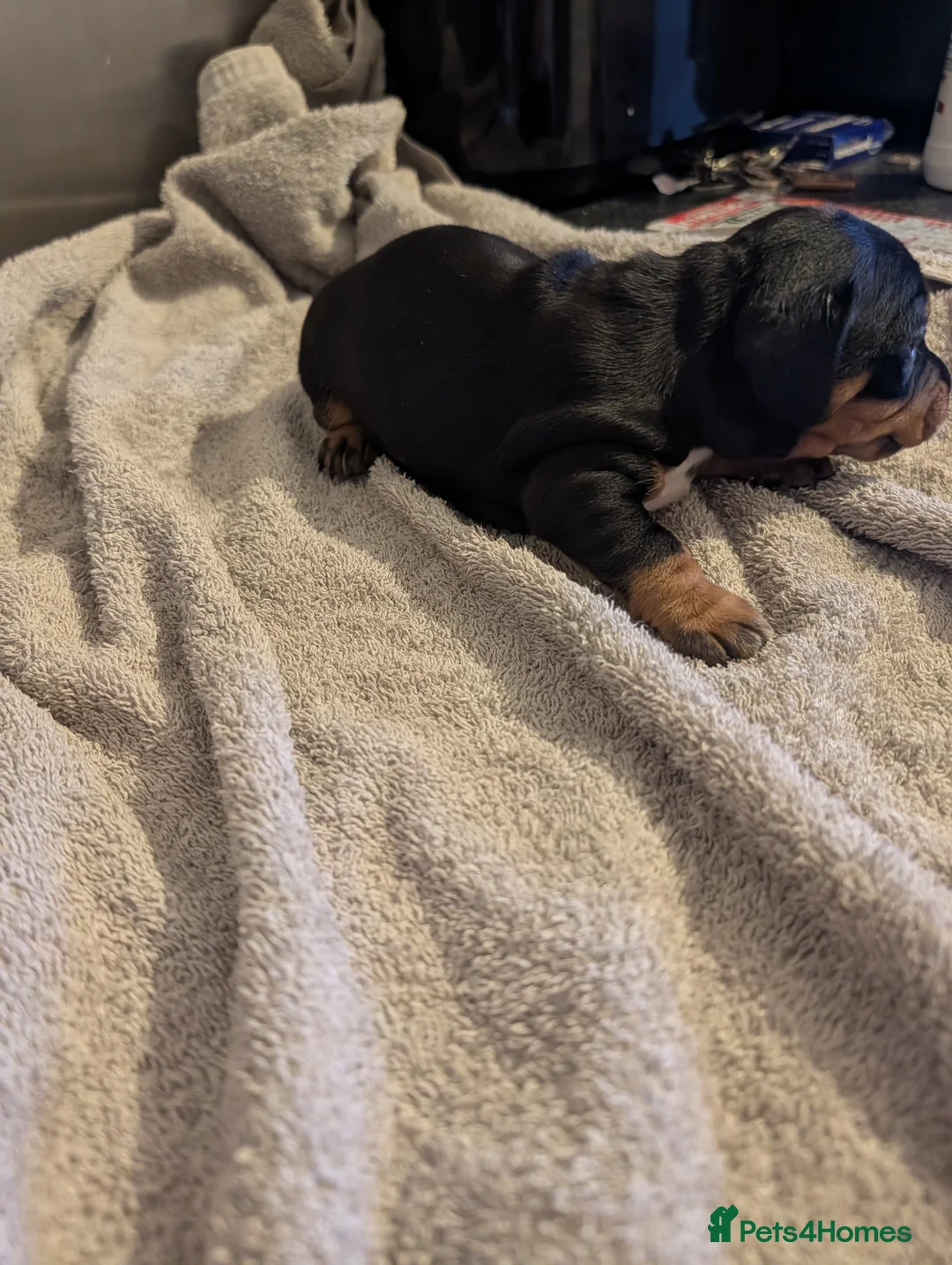 Jackshund dogs for sale: 3 Puppies for sale in Elgin - Advert 2