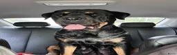 Rottweiler dogs for sale: Last little girl  - Advert 2
