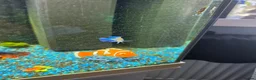 Plecos fish for sale: 180L fish tank  - Advert 3