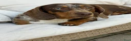 Miniature Dachshund dogs for sale: Dashing miniature dachshunds  - Advert 2