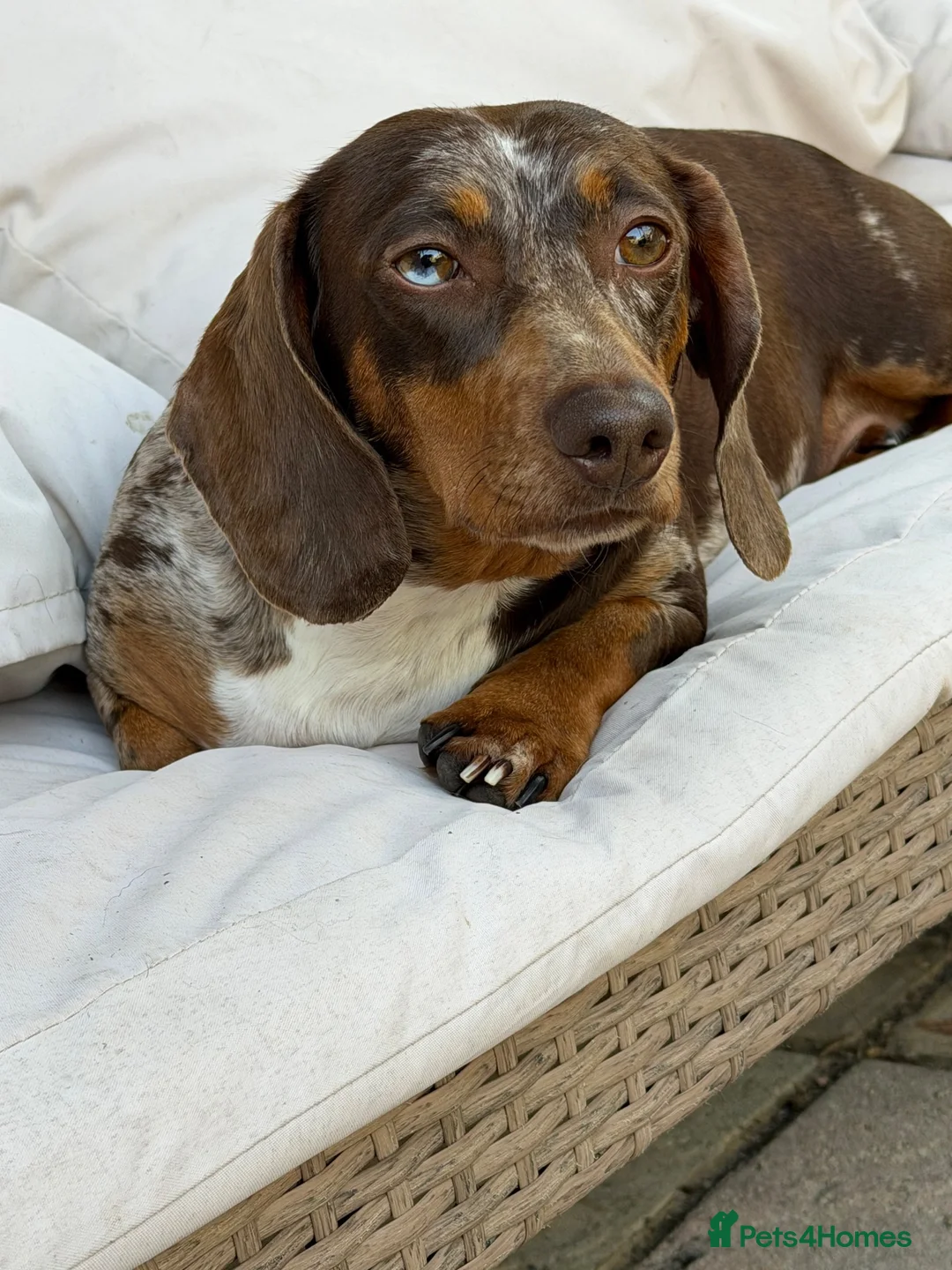 Miniature Dachshund dogs for sale: Dashing miniature dachshunds  - Advert 2