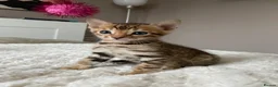 Bengal cats for sale: Bengal kitten - Advert 2