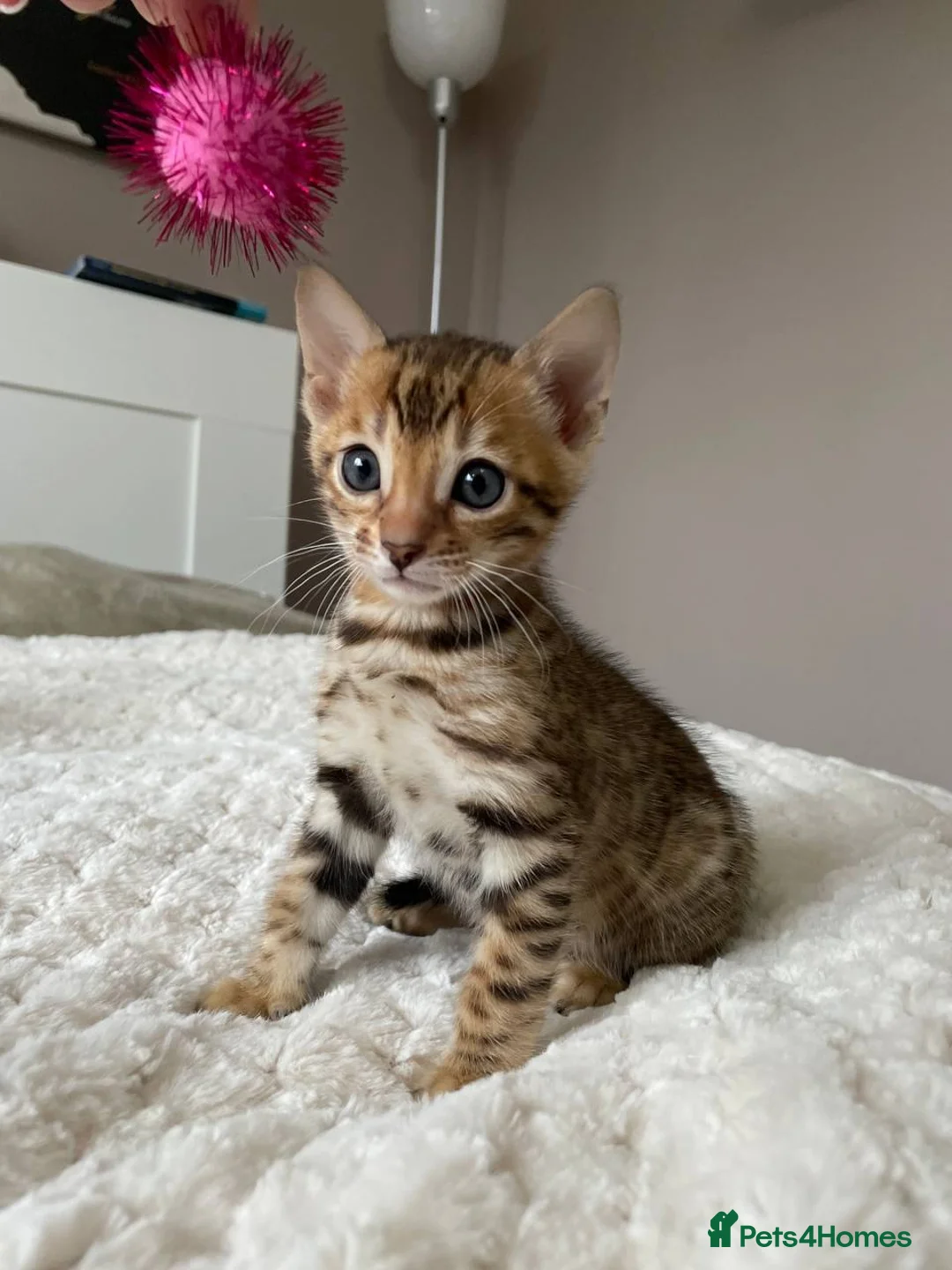 Bengal cats for sale: Bengal kitten - Advert 2