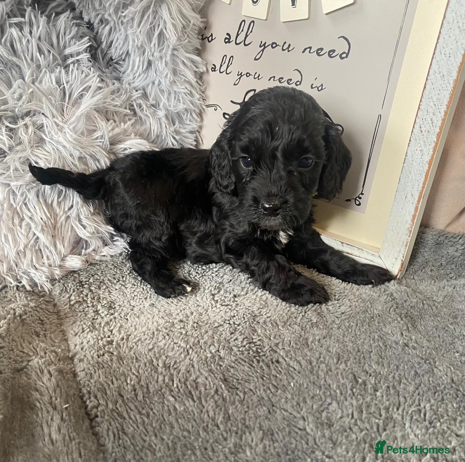 Cockapoo dogs Super cute Tiny Cockapoo Pups - Advert 2