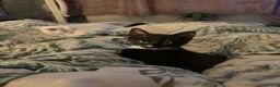 Mixed Breed cats for sale: 3 KITTENS FOR SALE - Advert 8